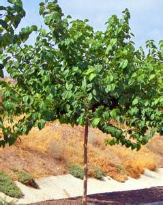 persian black mulberry tree.